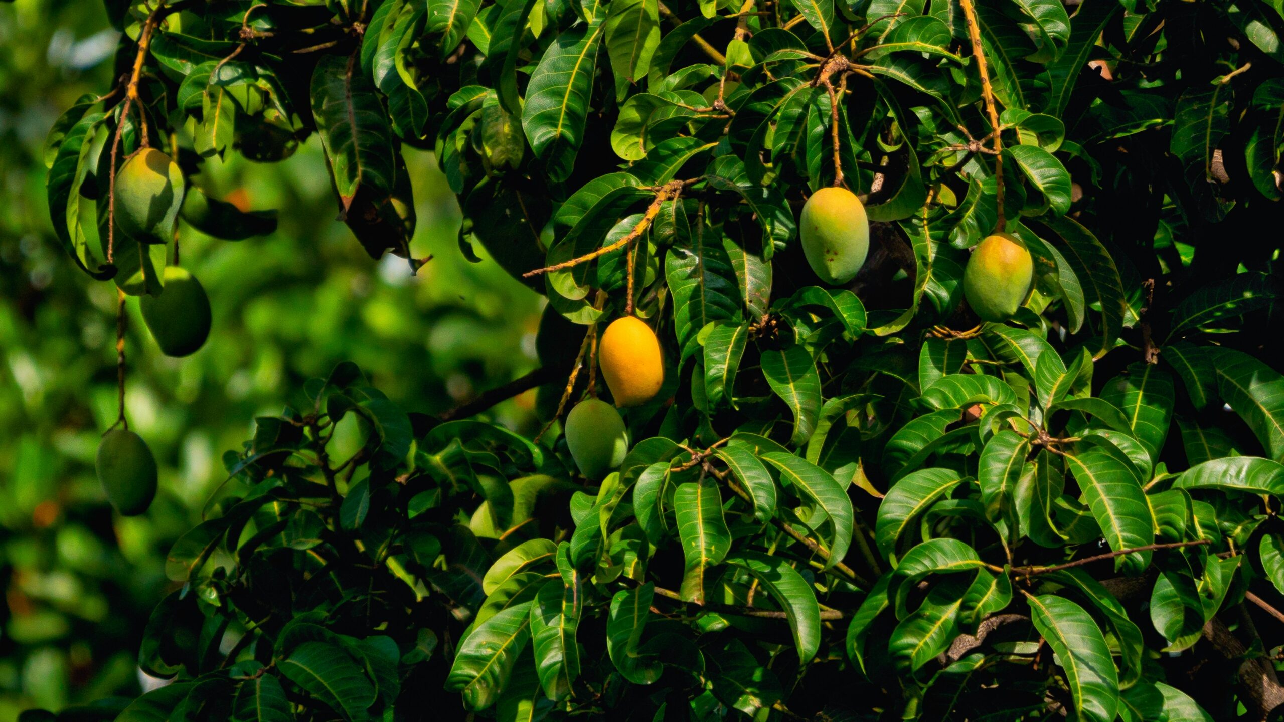 Sunlight Requirement for Growing Mango Plants in Planters