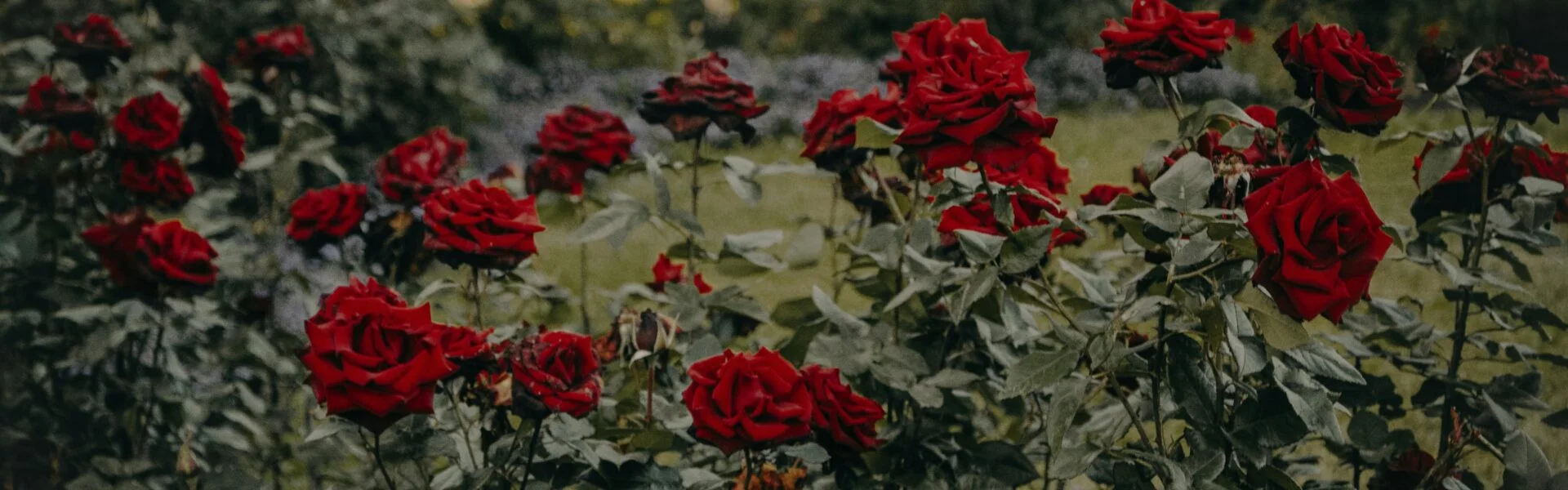 rose bush care