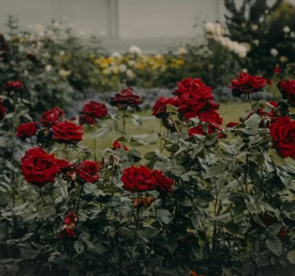 rose bush care