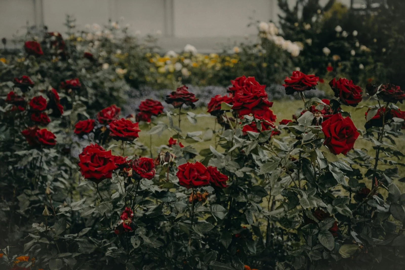 rose bush care